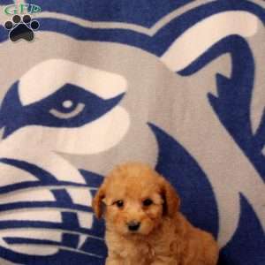Ulani, Mini Goldendoodle Puppy